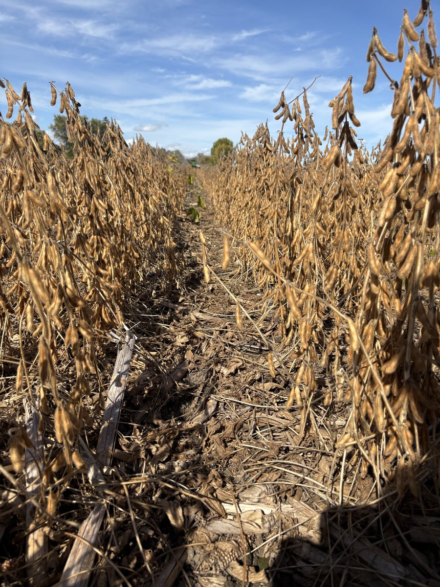 logel_chris's tweet image. As we enter this Thanksgiving weekend we are grateful for the blessing of today’s yield, even after such a dry growing season.
Mother Nature always keeps us humble.
#yieldheroeast
@PioneerSeedsCA 
#drought25