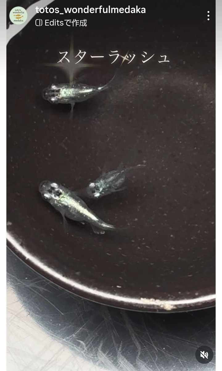 りゅう丼マンのスターラッシュ
画像みたいな感じ

2ペア➕何匹か
2000円 送料別
欲しい人
DMください(ง ᐕ) ง

俺はめだか撮るのセンスないから
インスタのトトわんさんが撮ったやつ借りました📸