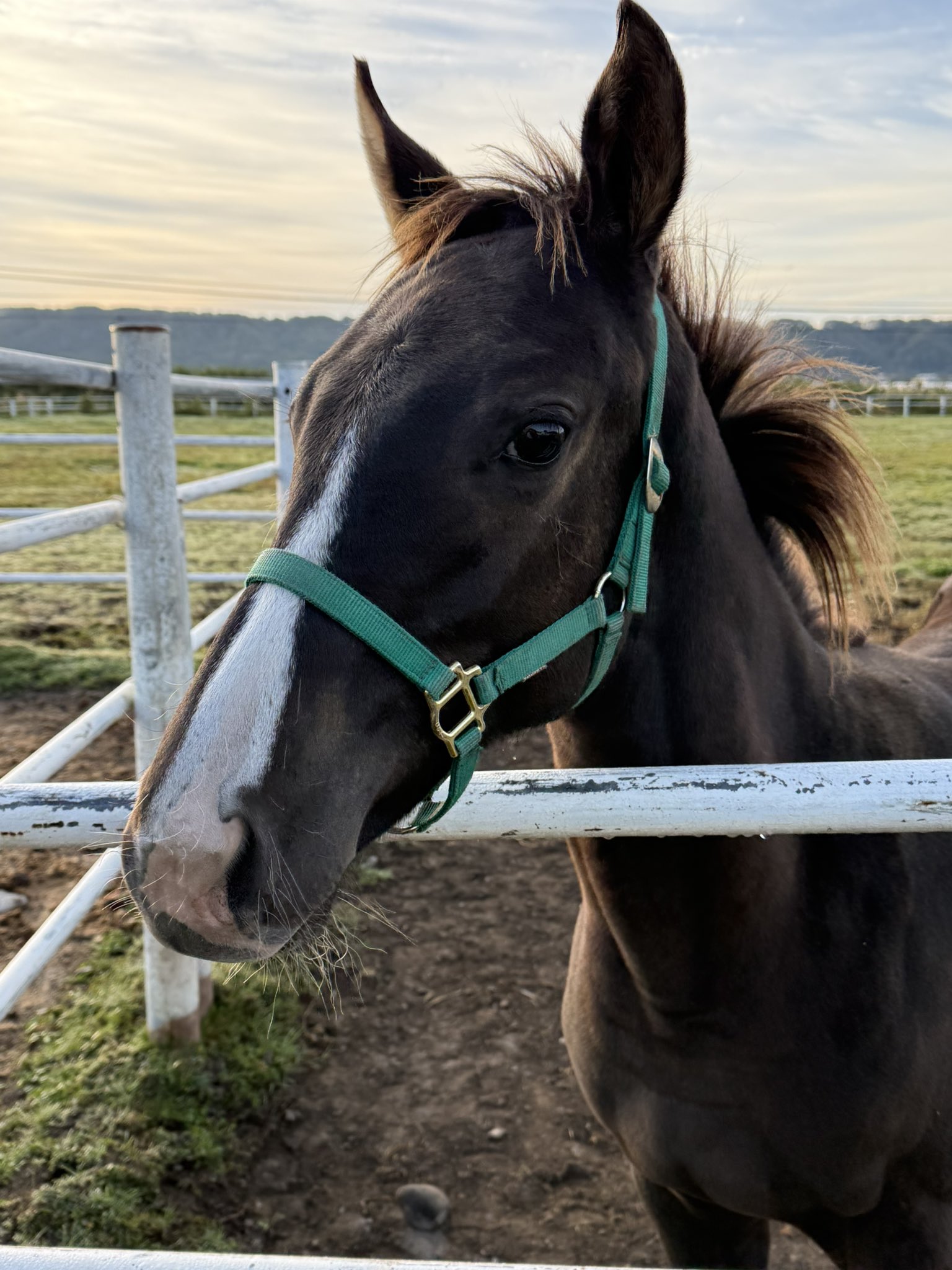 牧場ウマウマ 牧場ライブ 2025年3月2日 - YouTube