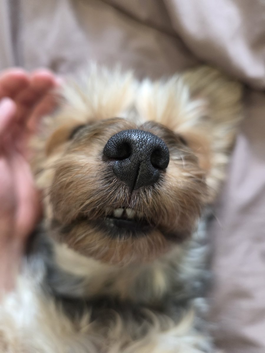 Víctor Domínguez tweet media