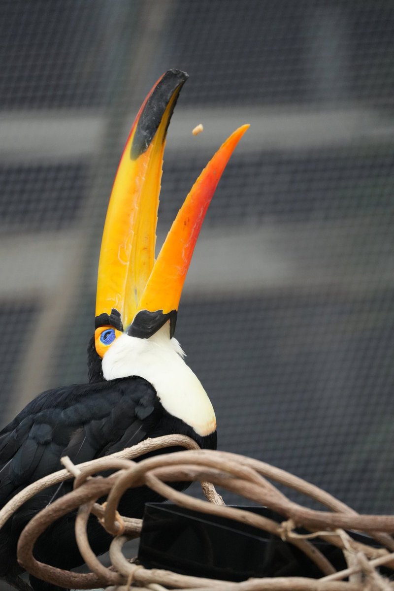 うっめ♡

#神戸どうぶつ王国
#オニオオハシ