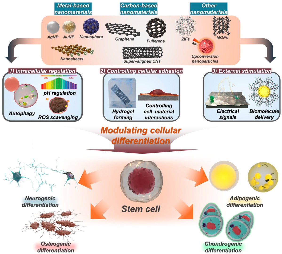 Biosensors_MDPI's tweet image. 📣Call for Reading:
#Review
Recent Advances in Nanomaterials for Modulation of Stem Cell Differentiation and Its Therapeutic Applications
by Chang-Dae Kim, et al.
mdpi.com/2079-6374/14/8…
#nanomaterial #modulation #StemCell #therapeutic
#biosensors #mdpi #openaccess