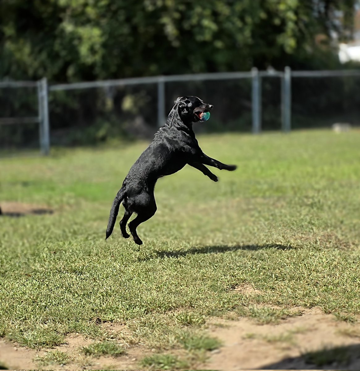 MccoolAngus's tweet photo. Mollie is our 3 yo Golden Retreiver/Rottweiler.  She is happy all of the time, and by far THE most athletic dog we have ever had.  She is happiest when she has a ball in her mouth.  Definitely a once in a lifetime dog! https://t.co/7xExkxz3po