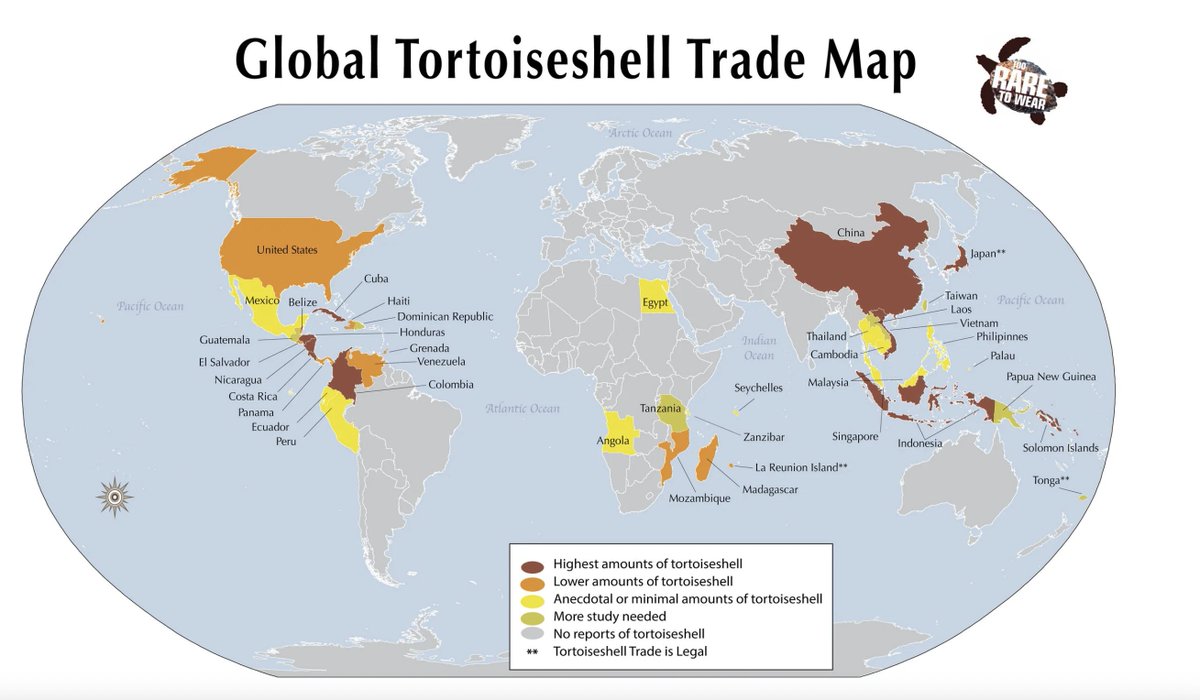 seaturtleweek's tweet image. Did you see our latest post? We covered the turtle shell trade — which sadly still happens in 65 countries. 

Check out this graphic to see where it’s happening.

Learn more ➡️ seeturtles.org/turtleshell-re…

#turtleshell