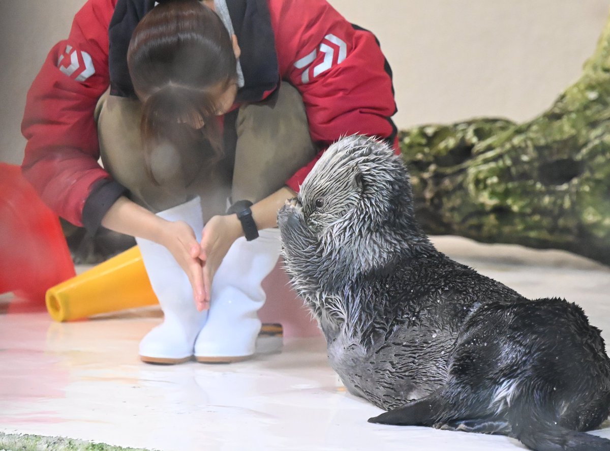 キラちゃんでございます♪ noelkk on X: 