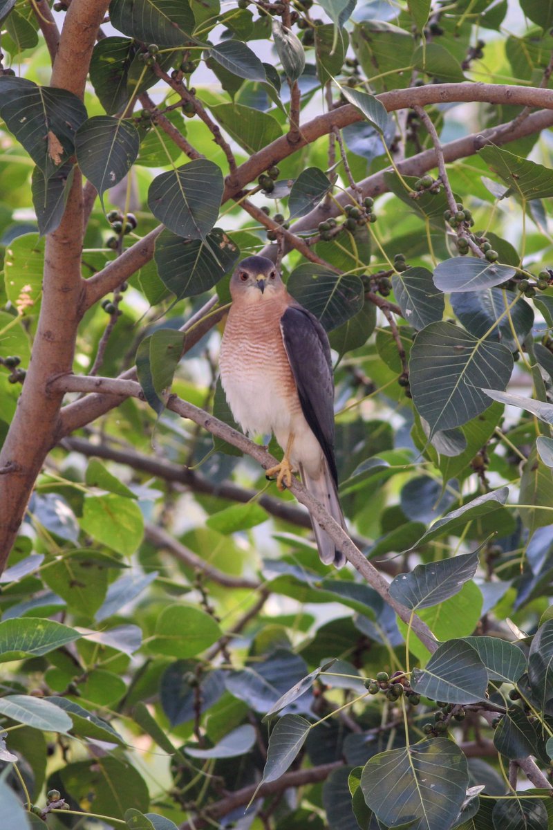 Spotted a #shikra this morning from my balcony. #IndiAves #balconybirding #Noida <a href="/nehaa_sinha/">Neha Sinha</a>
