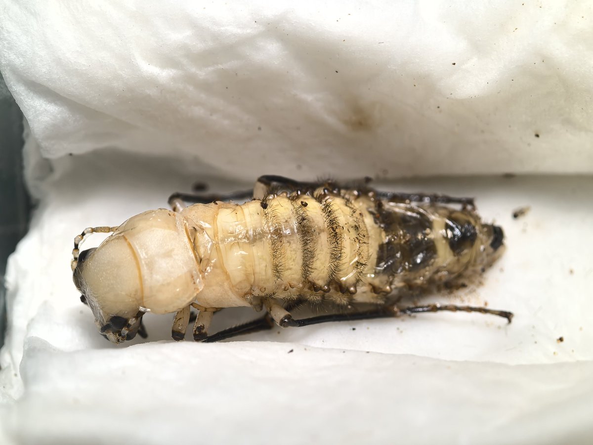 阿鸡Aji tweet media