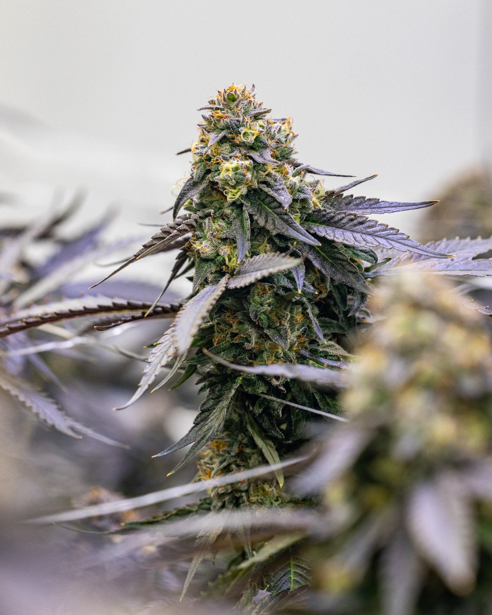 cookiesglobal's tweet image. Apples &amp;amp; Bananas x Gelato 41 is { Fried Bananas } 🔥🍌

Dropping in 10+ states soon! Join the drop list: bit.ly/4np3FpK
