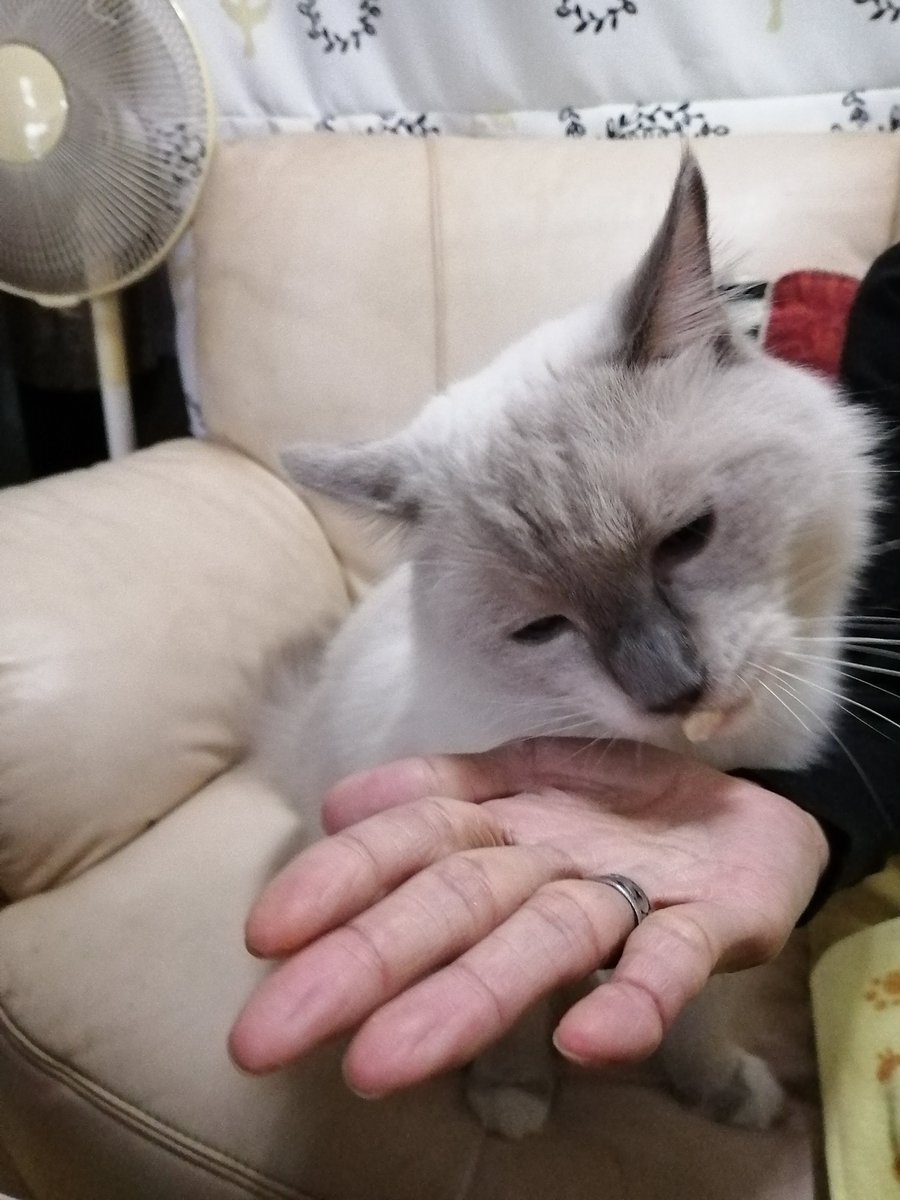 にゃおん Shinkalion Change the World] 