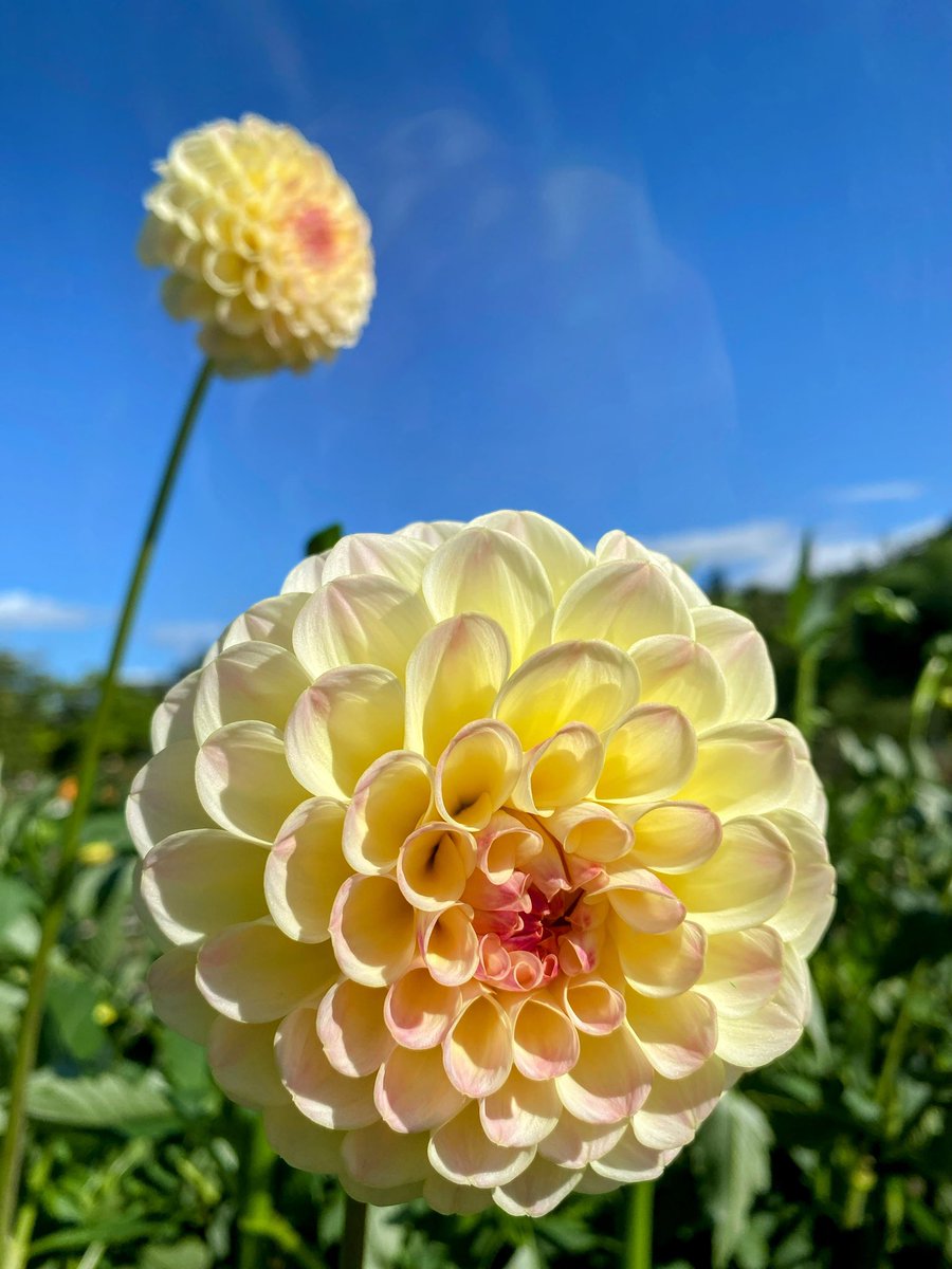 tabimuyan2nd's tweet image. #中年も花を愛でる
#flower
#川西ダリヤ園
#ダリヤ
