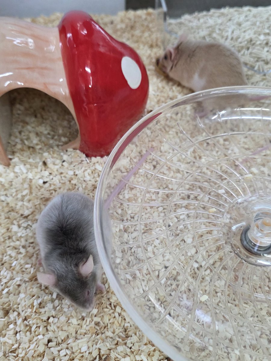 땅콩으로 티격태격..그럴까봐 두개줬는데 바보들