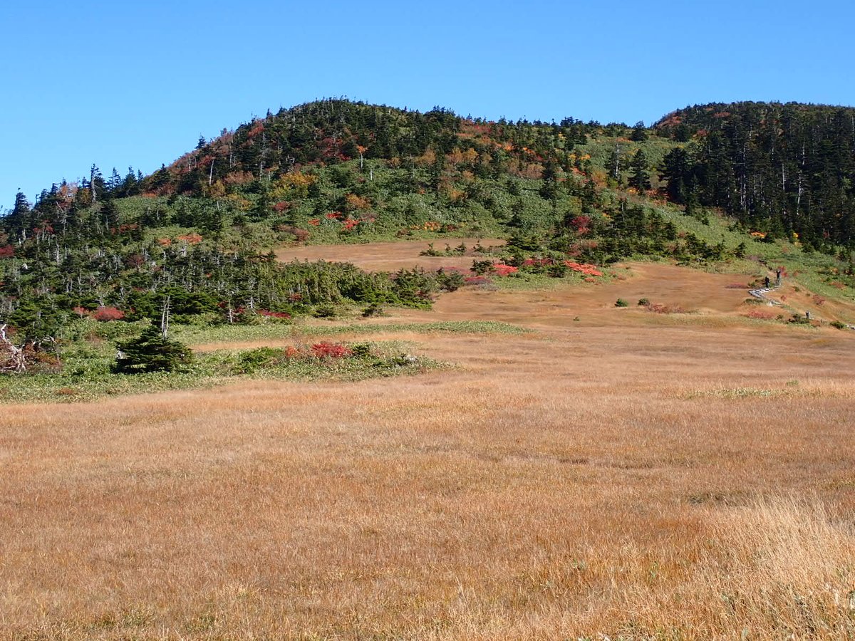outback3180's tweet photo. 久しぶりの投稿になります。
昨日の苗場山の草紅葉が素晴らしかったので…
2025.10.10
#上信越高原国立公園 https://t.co/LTo17lBSvh