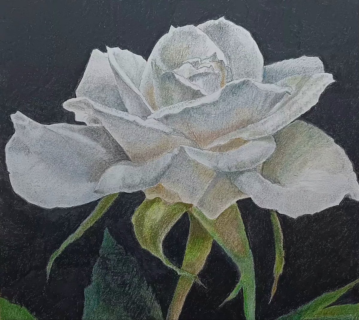 White Rose of Resistance