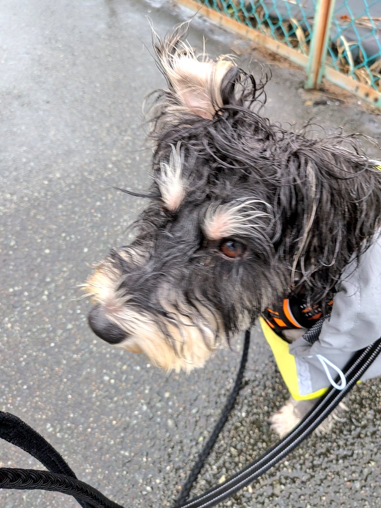 おはよーございマーシタ🐶
きりさめ🌧️で　おかおしっとり
おみみ　ペローん　のさえないボクちゃん🐶😁😅