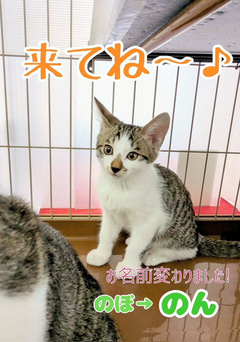 uZ9FmbaXI5EF2JY's tweet photo. 明日、10月12日(日)は里親会です😸✨

ずっとの家族を探しているねこ達が会場で待っています🏬🐈‍⬛🐈💕
個性豊かで可愛い子たちにぜひ会いに来て下さい😸💗😊

#四日市にゃんこレスキュー愛の手
#にゃんこハウス海山道
#ねこ
#猫
#保護猫
#里親会
#譲渡会
#里親募集
#三重県 https://t.co/y6QG5jYEBB
