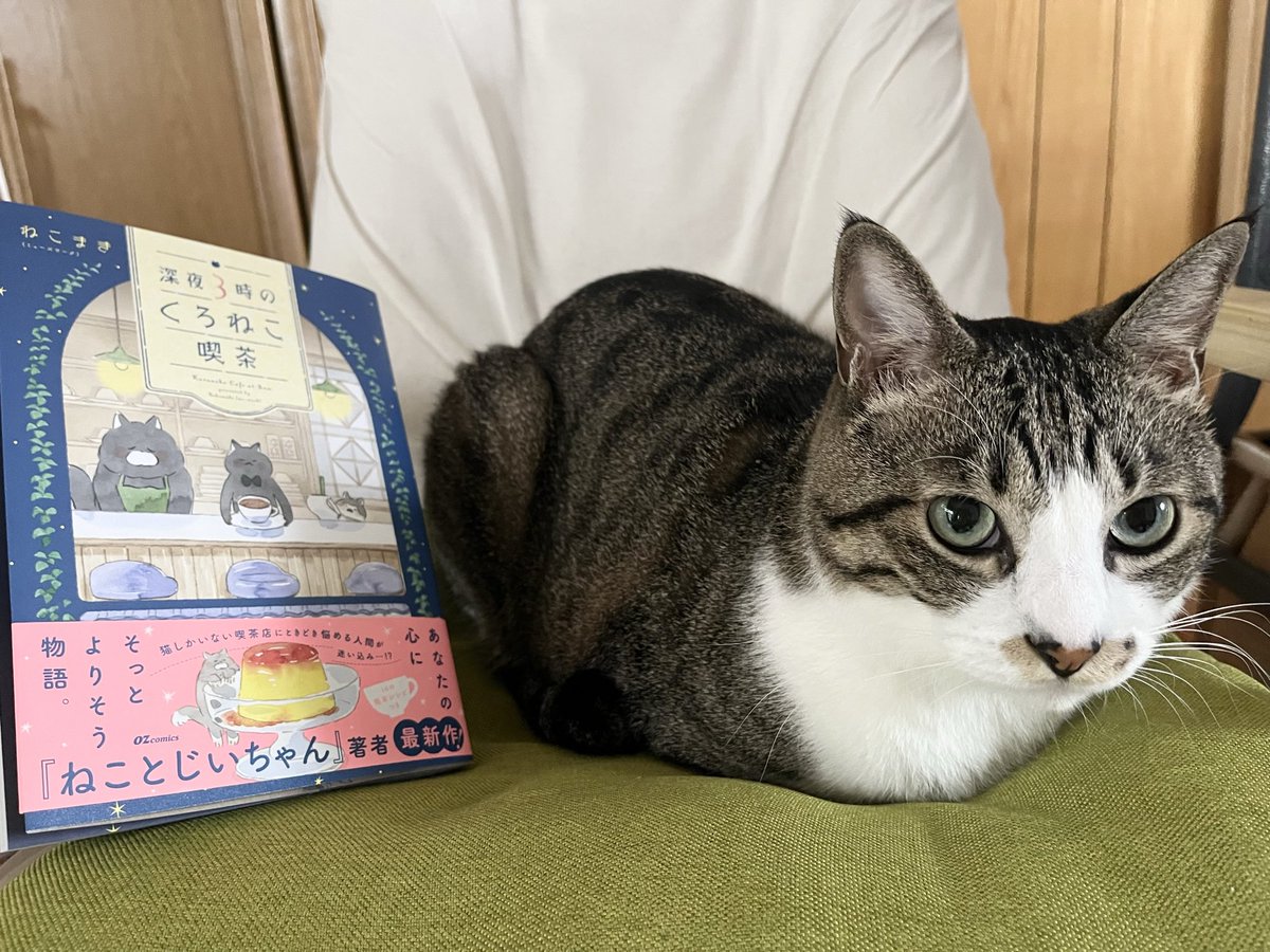 ねこまき倉庫 (@nyanta_mikan) / Posts / X