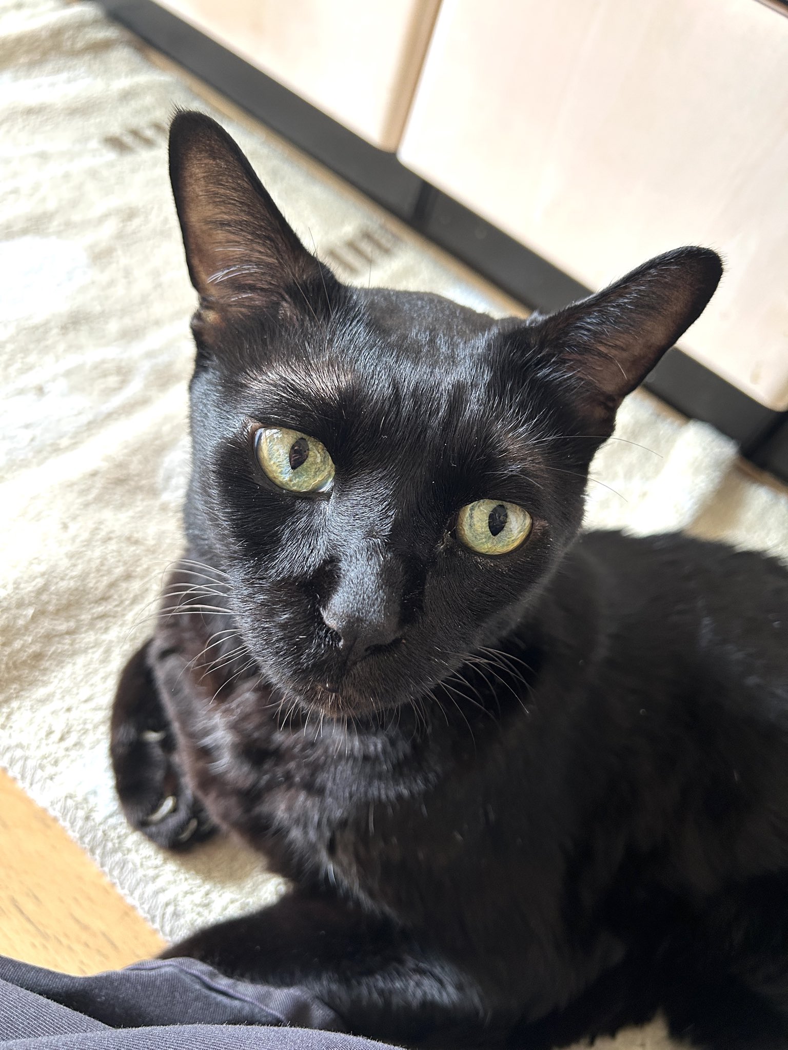 黒猫 澤田圭佑 on X: 