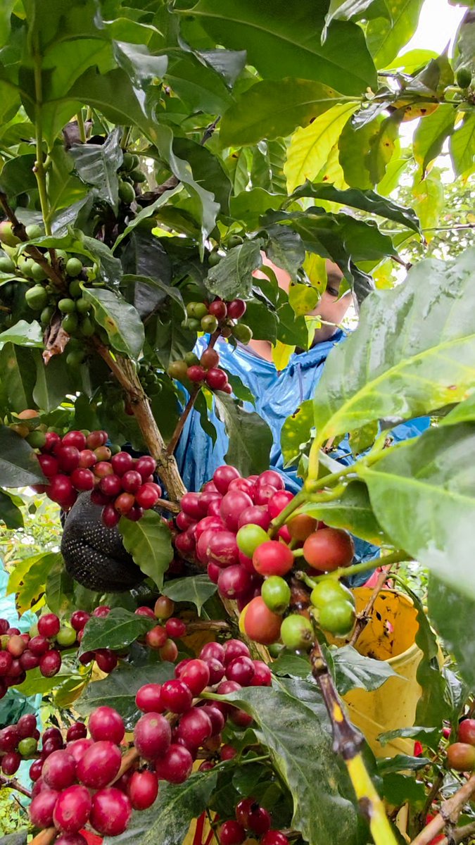 cafeyalcon's tweet photo. Donde tú ves un fruto rojo, hay detrás un trabajo intenso y de gran sacrificio desde niños hasta muy ancianos, participando en la cadena que lleva a ti el mejor sabor. ☕️ https://t.co/c6wouVz9Zi