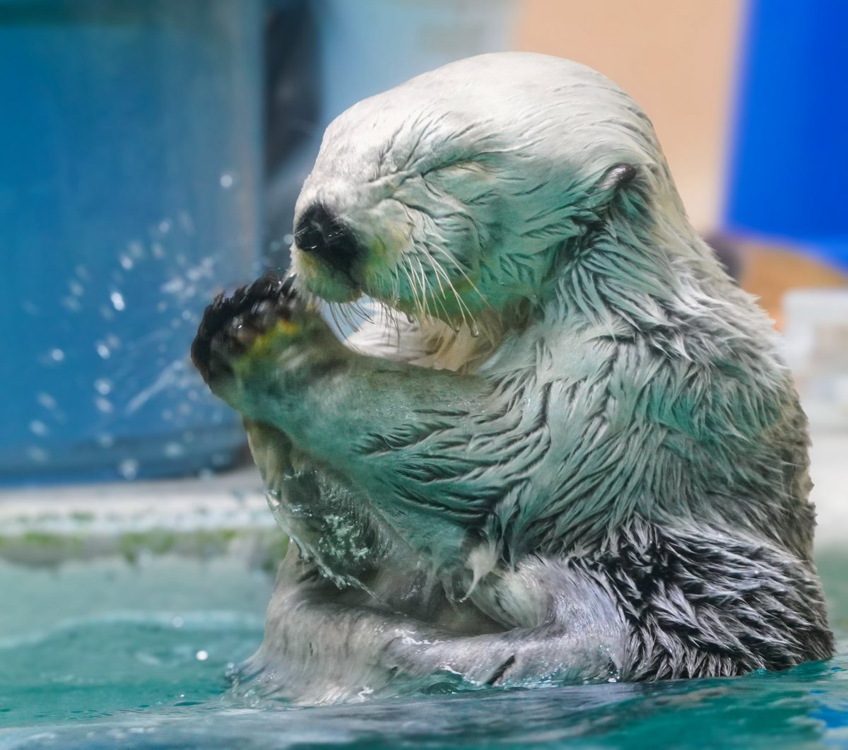 ﾊﾟｧﾝ‼︎👏

#鳥羽水族館 
#メイちゃん 
#ラッコ