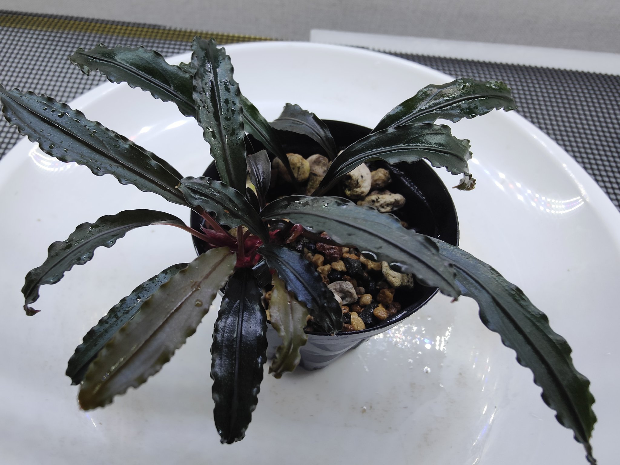 G*k様 ブセファランドラ Motleyana 新芽沢山あり　5株トリム可能 G*k様 ブセファランドラ Motleyana 新芽沢山あり 5株トリム可能 G*k