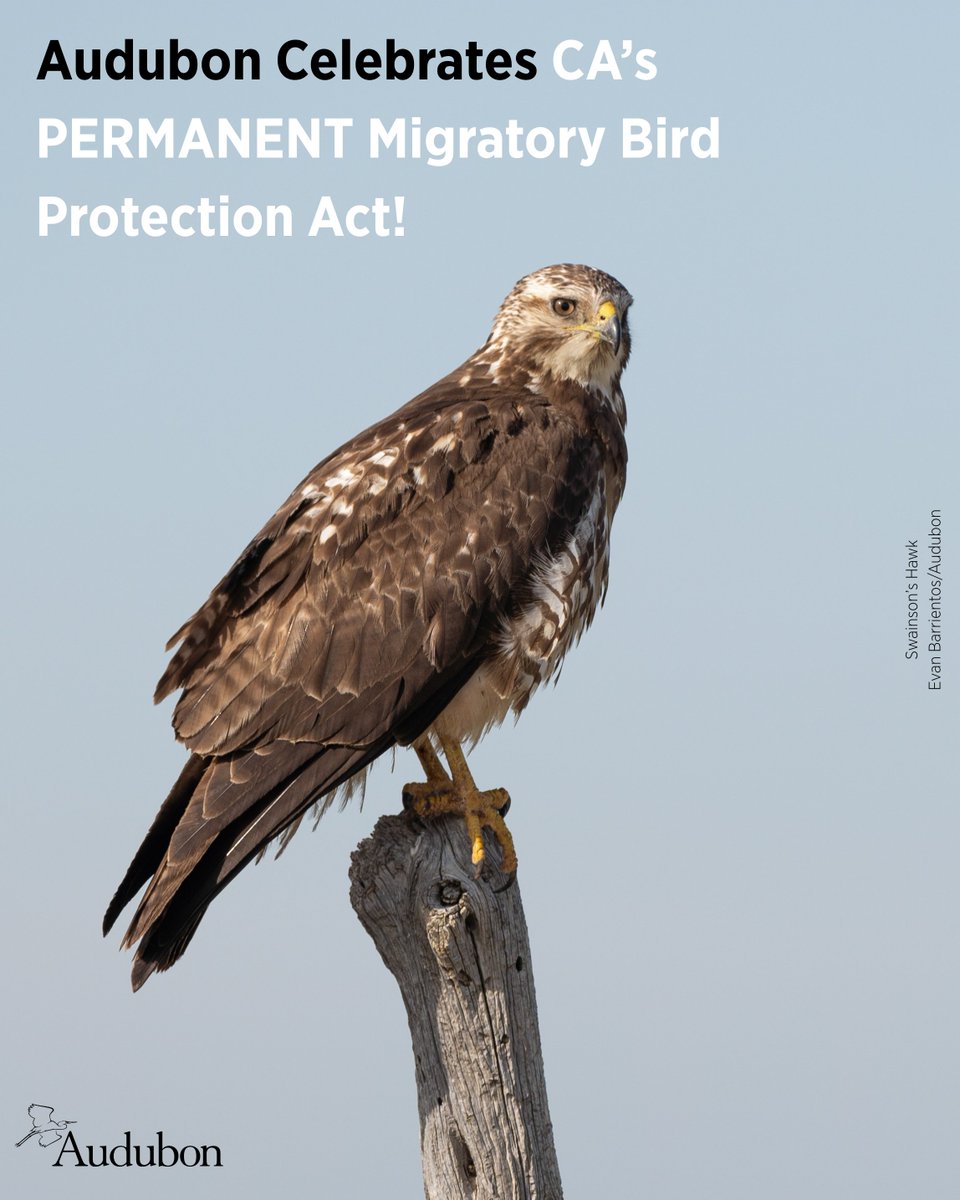 AudubonCA's tweet image. Californians showed up for birds—chapters called lawmakers and supporters sent thousands of letters urging action on Audubon co-sponsored AB 454. Result: California’s Migratory Bird Protection Act is now permanent.