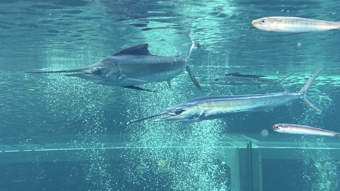 今朝はちょっとだけ太陽が出ていました。
太陽光の下だと魚たちがとても綺麗です。
#バショウカジキ #水族館 #大水槽 #福島県
