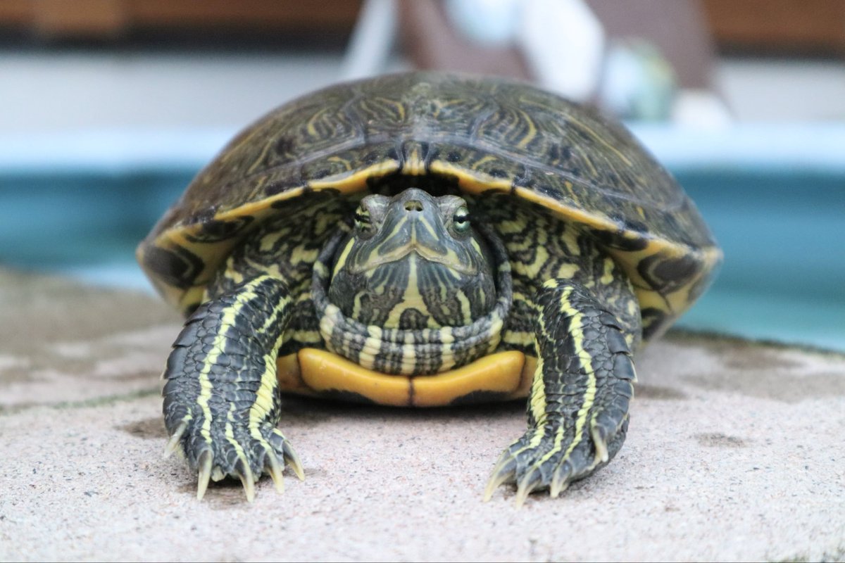 U.S. Stock Market Overview | Friday, October 10, 2025: U.S. stocks closed lower today. President Trump's warning of potentially slapping tariffs on Chinese products, citing China's restrictions on rare earth exports, sent shockwaves through the market. Trump's comments