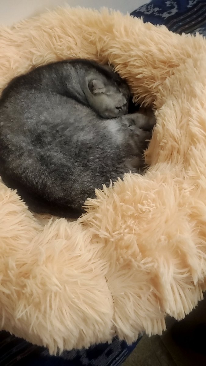 凌晨4：20 握著你的手
看著你永眠
辛苦你陪我21年了
好捨不得
再也聽不到回來時你對著我喵一聲了
你很努力 我也很努力
我們都盡力了
我真的好捨不得
看你不停看醫生
吊點滴 吃藥 到狀況越來越不好
最後在我眼前離開去當小天使了
我才忍不住滴下眼淚..
明知道遲早
但眼淚還是停不下來
愛你 我的家人