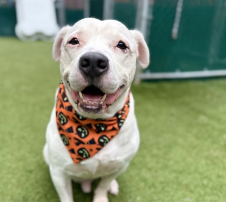 BeeDoDoobieDo's tweet photo. #105DaysInShelter #DiamondDog #HiddenDevotion
🩵Terry~ found as a stray, brought in by NYPD after being discovered tied to a fence💔
📌A dignified 9 yr old senior w/a marshmallow🤍heart
📌Terry is the kind of dog who'll rest his head on your lap, lean in for scratches and take treats oh-so-gently. 📌On walks he's an easygoing guy-mostly loose on leash, a little unsure pause that some coaxing fixes. He is a quiet, thoughtful presence, more comfortable every day. #SaveASeniorDog You won't be sorry #Adopt
Manhattan ACC 🤍🩵https://t.co/YM3vae3d8U