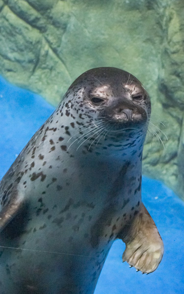 shimikkyu's tweet image. ココア「久々だからお魚よこすです🦭」

家から一番近い水族館なのになかなか会いに行けてなかったので、初手お魚要求されました🤣

ジト目も可愛い✨

2025/10/2

#ココア
#新江ノ島水族館