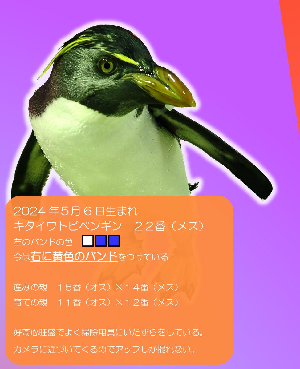 島根県立しまね海洋館アクアス on X