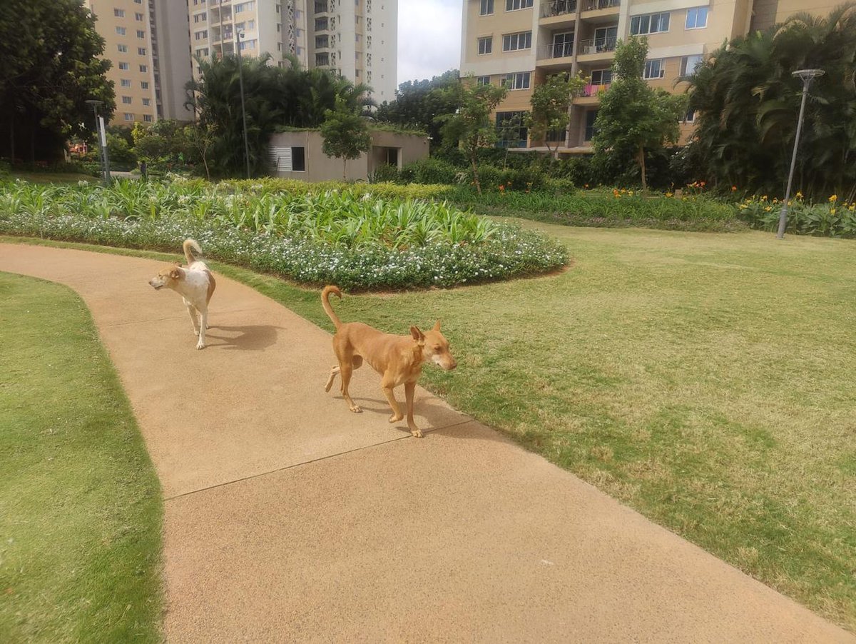 ParinMehta8's tweet photo. @osd_cmkarnataka @ParkwestBLR @nivedithg our apartment in Blore has been going through a major menace of street dogs, lot of bite incidents and vehicle damage. Kindly call me on 9845313750 https://t.co/hTX6IIPoQl
