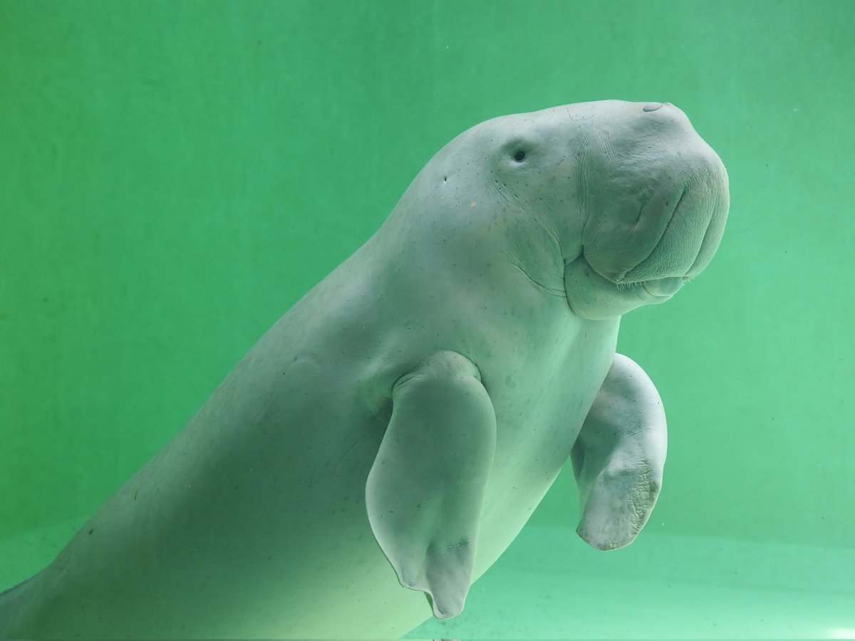 OP-04]クンフージュゴン[C] - PROJECT CORE 1号店