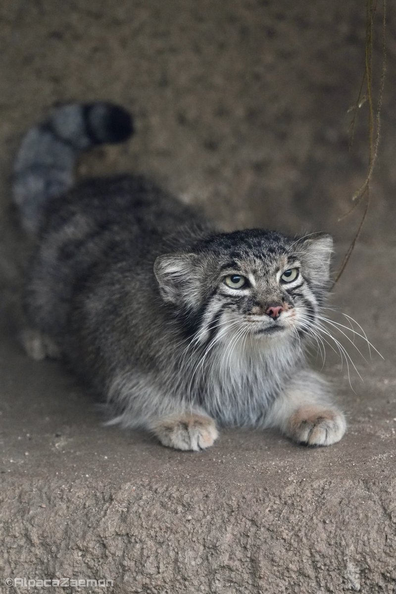 アルパカざえもん (@alpacazaemon) on Twitter photo 