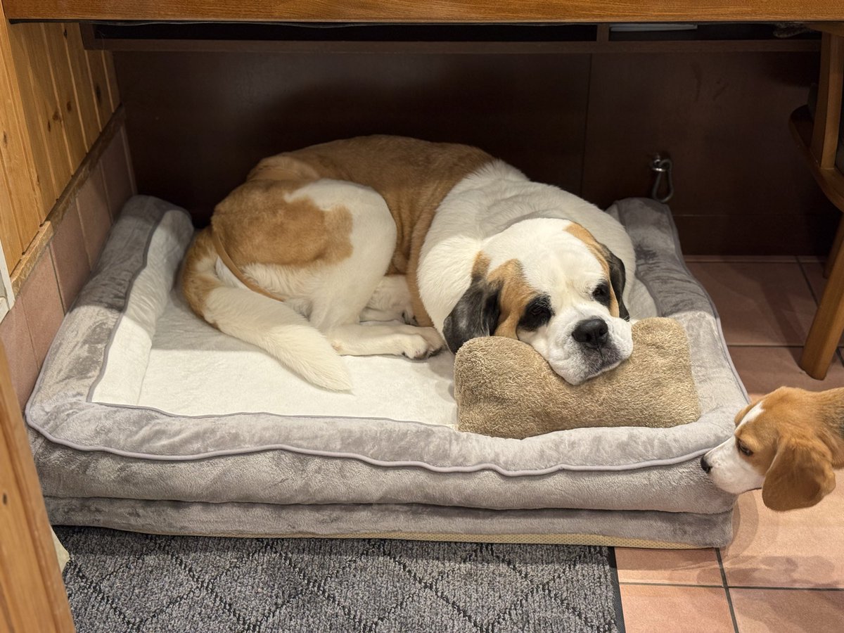 大型イッヌ用ベット買ってやった