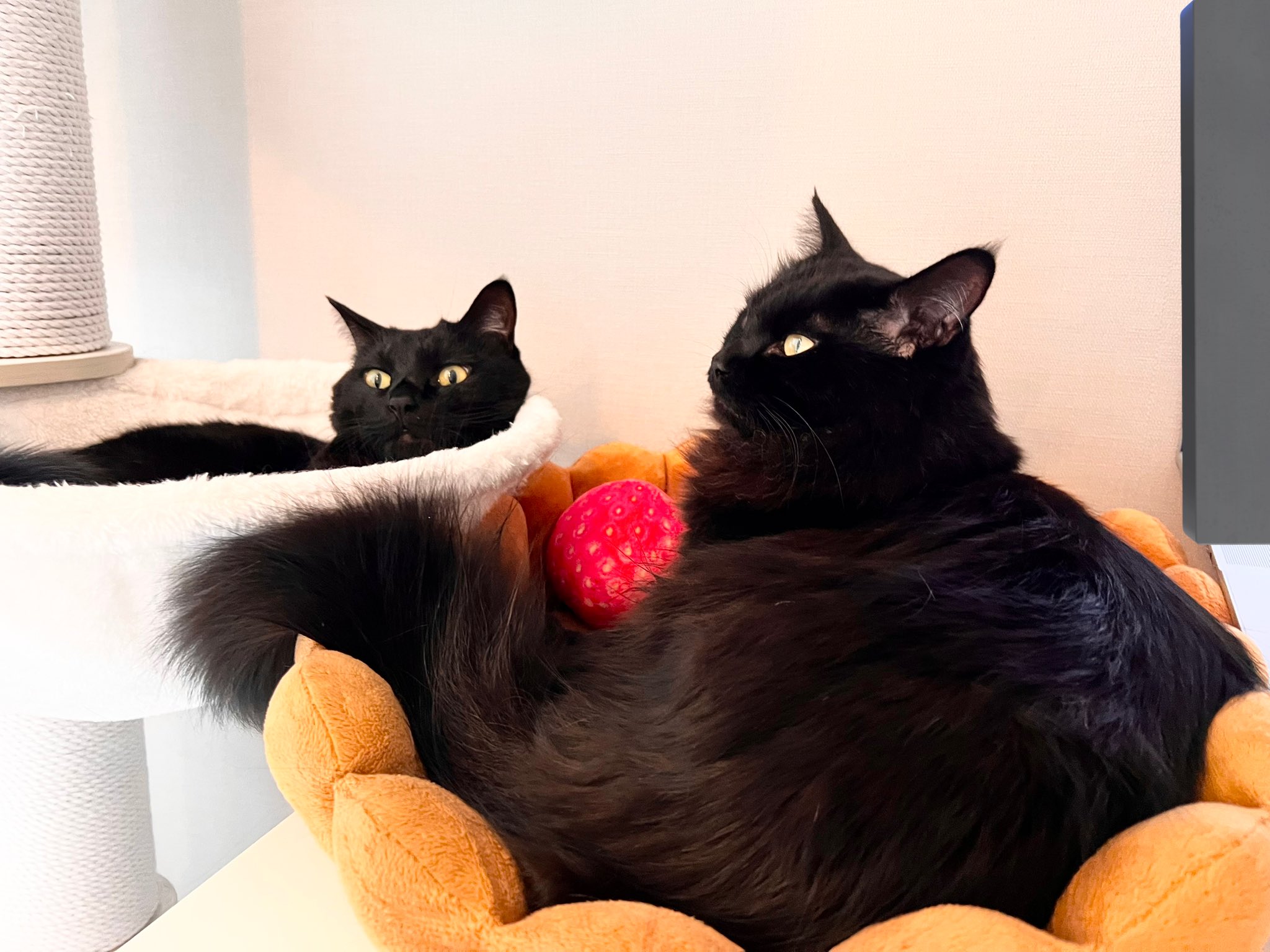 猫千代　0508 猫千代 0508 ゼクスZ／X】キラ仕様)神憑る猫の手メインクーン