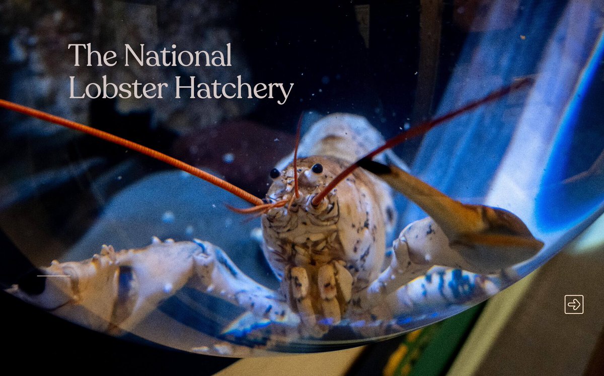 The National Lobster Hatchery opened at Padstow Quay in 2000 with the aim of reversing a decline in stocks. It’s been incredibly successful and, through the work of its visitor centre, has educated many thousands of people on issues such as sustainability ow.ly/5M7950TYaQw