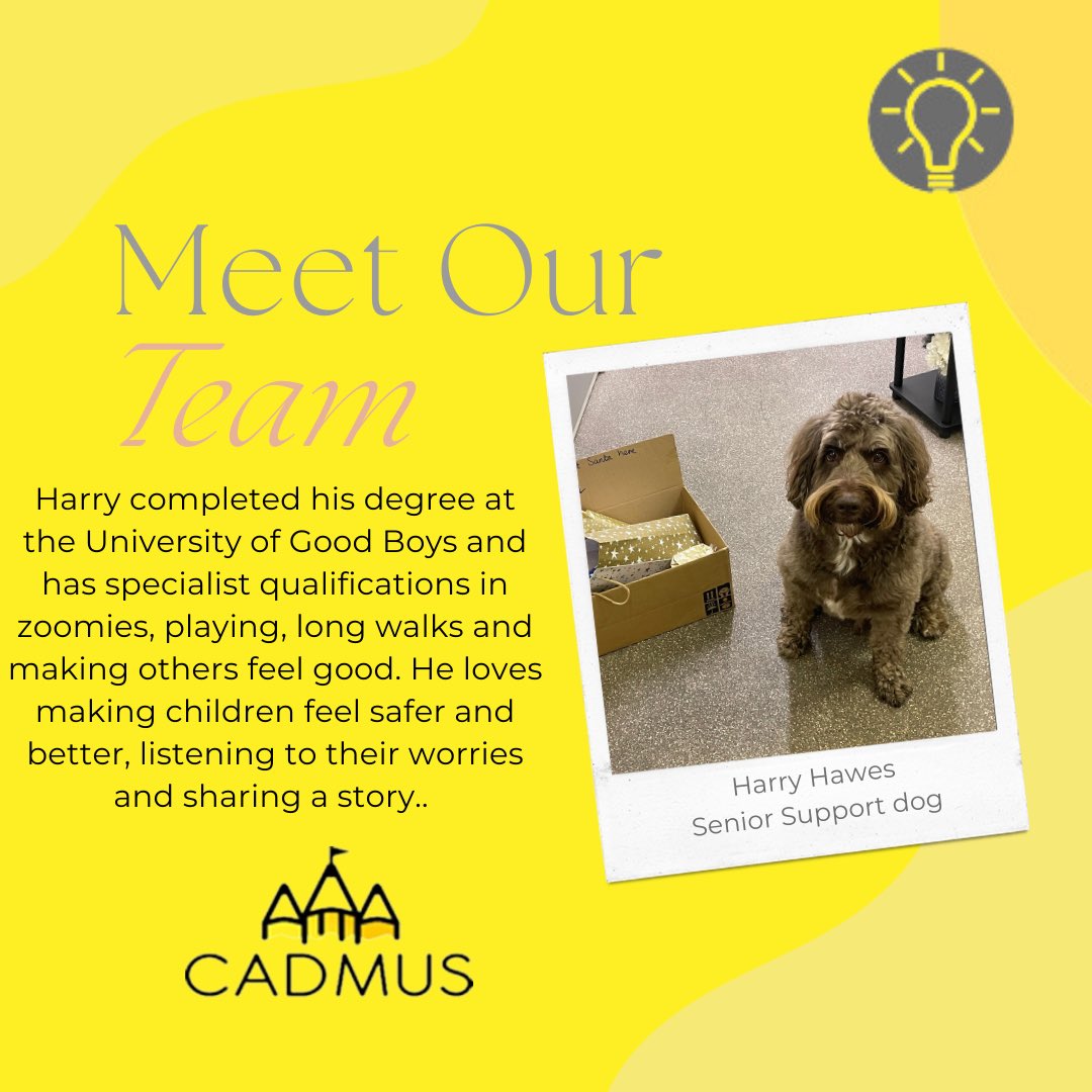 cadmusinclusive's tweet image. Meet Harry and Lola, our support dogs. Harry and Lola like nothing better than helping children and young people to feel safer and better. 💡 #supportdog #wellbeing #therapydog #inclusion #SEND #SEMH