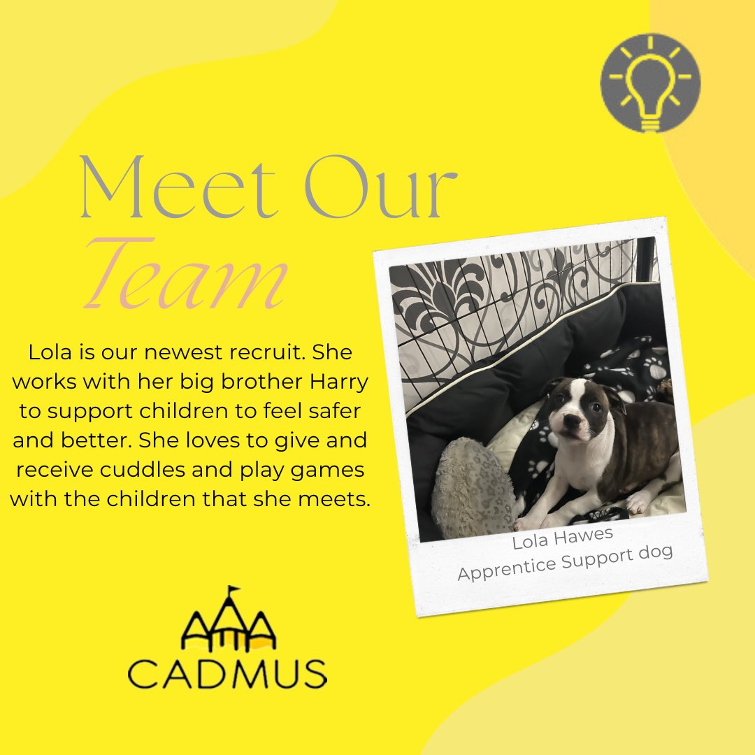 cadmusinclusive's tweet image. Meet Harry and Lola, our support dogs. Harry and Lola like nothing better than helping children and young people to feel safer and better. 💡 #supportdog #wellbeing #therapydog #inclusion #SEND #SEMH