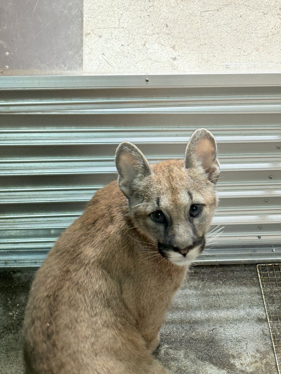 moriokazoo's tweet image. 【ピューマを応援して下さる皆様へ・10/11】
母子展示(“ニーナ”と“シェダル”たまに“キャフ”):出入自由
“シェダル”:やはり“キャフ”より運動能力高い
“ツィー”:入院室での様子・横顔は父親“タフ”そっくり!
“キャフ”:放飼場の基礎の上がお気に入り(幼少期の母親同様)
#ピューマ一家