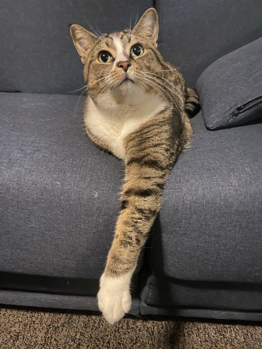 bean_and_chaton's tweet image. the long arms of the law #cats #catmemes #CatsOfTwitter