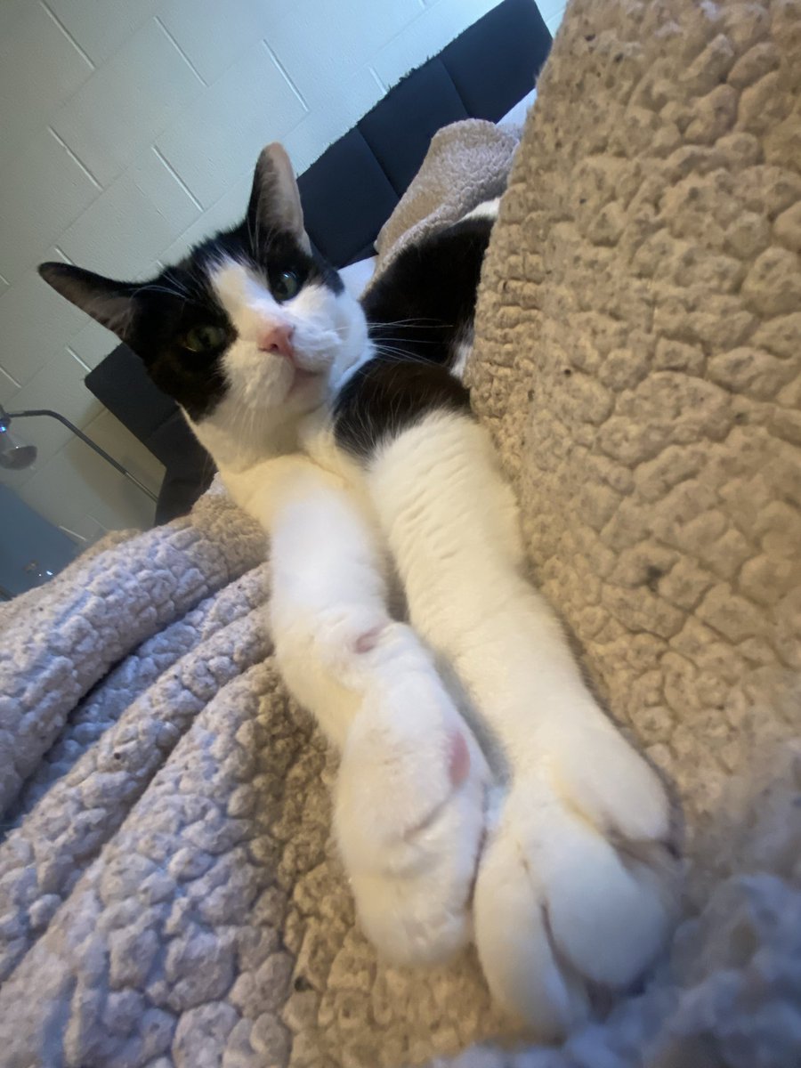 bean_and_chaton's tweet image. the long arms of the law #cats #catmemes #CatsOfTwitter