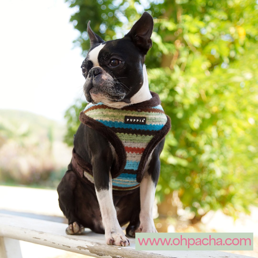 ohpacha's tweet photo. ✨ Toutou Deal : Offre Spéciale et limitée ! ✨
Pour faire plaisir à vos rois poilus 🐶 🐩 on vous réserve un petit cadeau : -30% sur le deuxième harnais 🎁 parce que deux c'est carrément mieux ! 😂
Boutique en ligne française : https://t.co/1UrrRnR6bx
#chienmignon #harnaischien https://t.co/msCbKzBw4Z