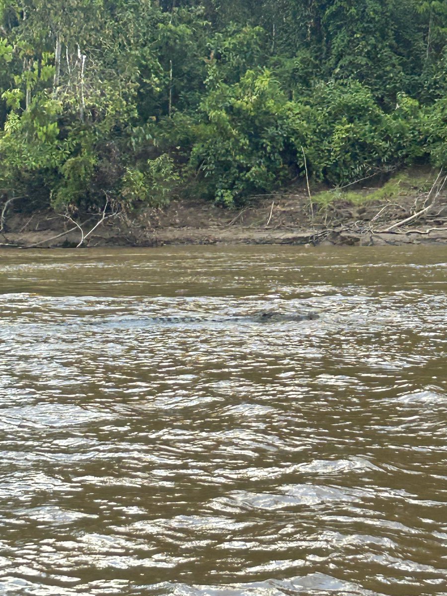 Holty36's tweet photo. Sabah, Borneo https://t.co/JNJNp4H0qG
