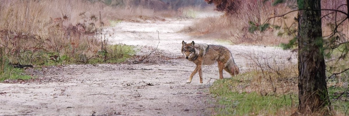 faunabeschermin's tweet photo. Deze wolf kruiste het pad van @miloman1959 (ze hebben er allebei geen enkele schade van ondervonden ) https://t.co/KMFAGICv5G