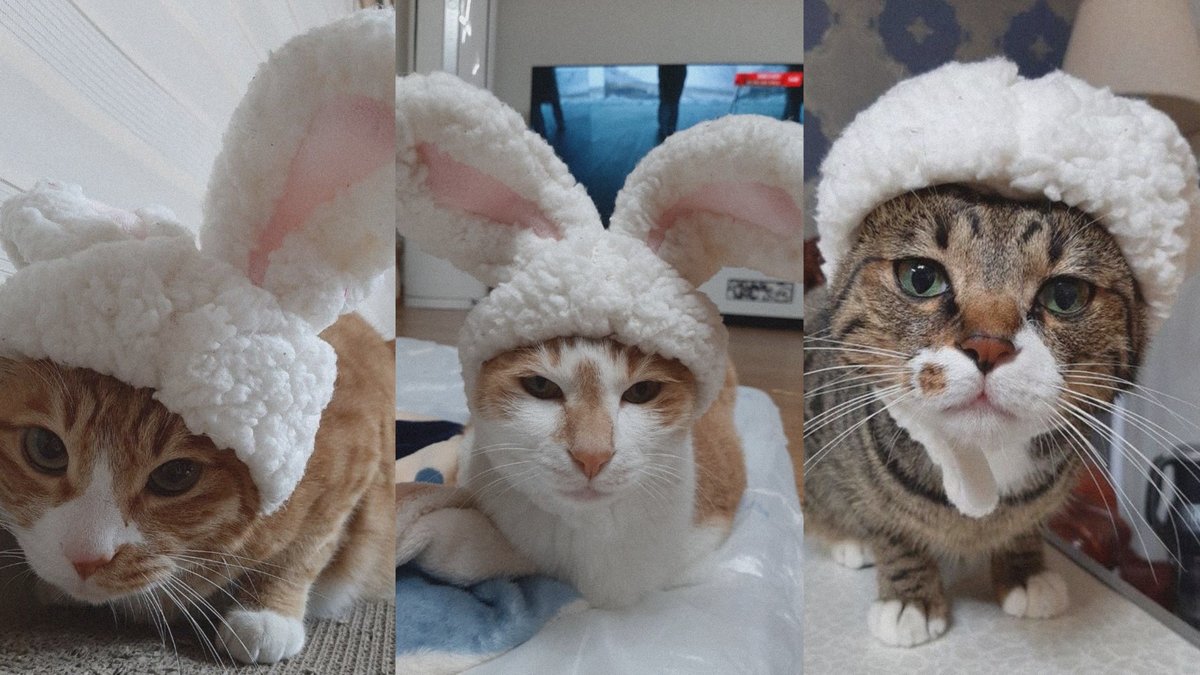 BUNNY SOONDONGDOR ?! 😫🐈🐈🐈‍⬛