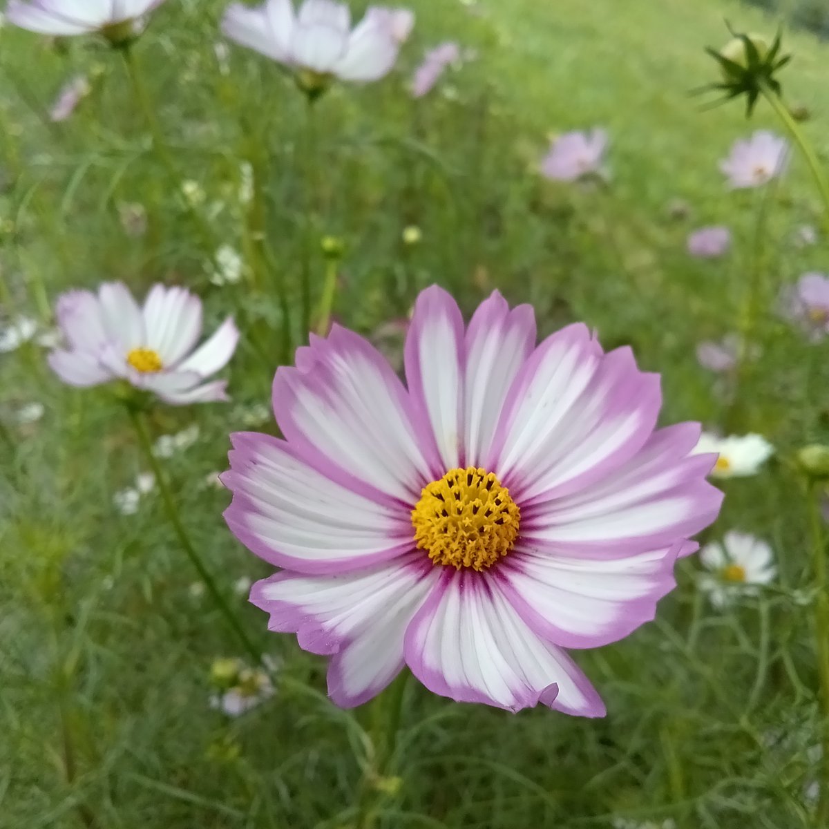 コスモス ｺｽﾓｽ*5: 造花（アーティフィシャルフラワー） ｜ YDMオンラインストア