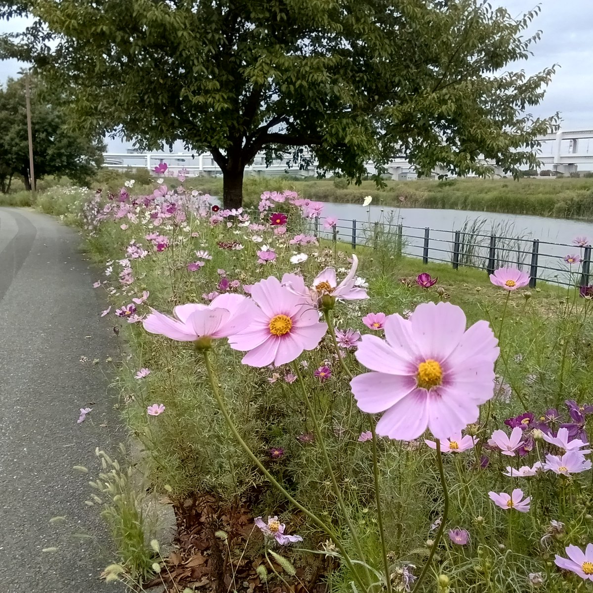 コスモス 昭和記念公園のコスモス☺️ 10月10日 5分咲きでした🥰 ゆっくりお散歩