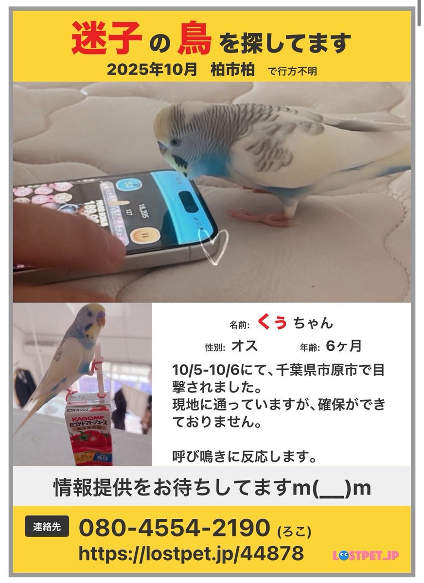 kaipann150901's tweet photo. うちの可愛い子が皆さんのお家にお邪魔してないでしょうか…

目撃情報があれからなく手がかりがつかめません。

何卒よろしくお願いいたします。

#迷子インコ
#千葉県市原市
#千葉県
#柏市
#拡散希望 
#拡散希望RPご協力お願い致します https://t.co/iiZh98U1NT