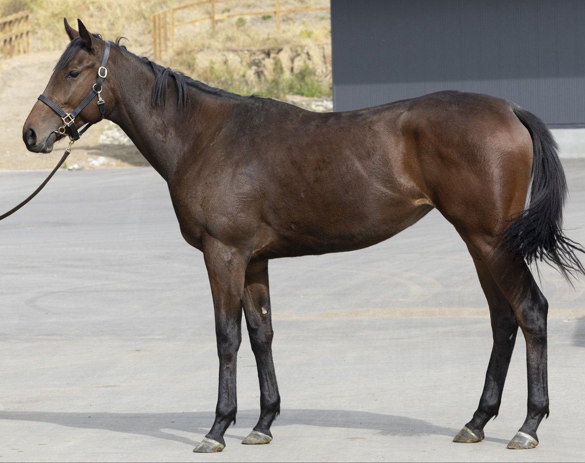 希少】スタリオン・レヴュー 1987 vol.15 サラブレッド血統